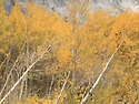 Eastern Sierra in Golden Fa..