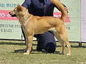 2026 KKF 코리아 진도견 화성지부 스페셜티쇼 "애순"