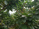 풍산성(경제성)
