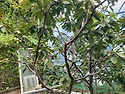수지병