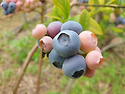 20220625 블루베리 열매