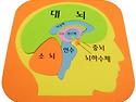 뇌의 3층 구조 상호 관계와 작용! 뇌가 젊어지게 하려면?