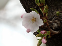 도당벚꽃동산(2024.04.04)