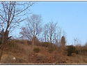 탄동망향동산 벌목