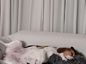 1173. 개팔자 상팔자