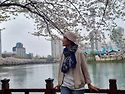 2025년 4월12일 석촌호수벚..