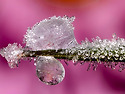 ICE DEW
