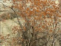 감태나무 (Lindera glauca 백동백 ..