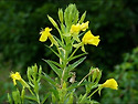 달맞이꽃 (Evening primrose)