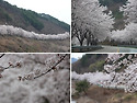 4/13.ㅡ 금산벚꽃.용담호 . 홍도화 트레킹--