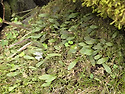 주걱일엽