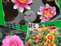 야생조류생태공원
