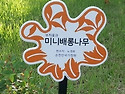 미니배롱나무 포트묘 판매