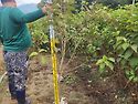 설구화1.5m~500주 판매합니다