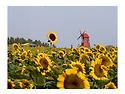 해바라기