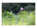 蓮 시리즈
