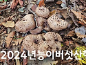 강원북부 능이버섯산행 10.13