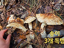2024년충청북부 송이버섯.가지버섯 큰마개버섯산행 10.23