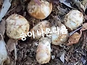 능이.송이 능이라면 10.5