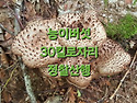 능이버섯 30킬로자리 정찰..