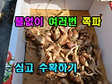 풀없이 여러번 쪽파 심고 수확하는 방법