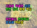기침에 탁월한 이것 한번 심어 평생 먹을수 있다 땅만들고 번식하고 효능