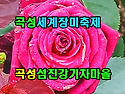 곡성세계장미축제 곡성섬진강기차마을