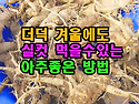 더덕 겨울에도 실컷 먹을수있는 아주좋은 방법