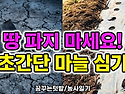 땅 파지 마세요! 초간단 마늘 심기