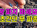 땅 파지마세요! 초간단 무 파종