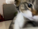 고양이