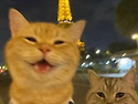 고양이