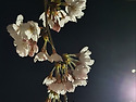 봄3