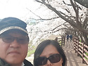 24.4. 벚꽃 정투