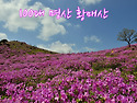 (정기산행) 2026년 05월 09일(토) 황매산