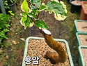 #무늬동백#접목과삽목품