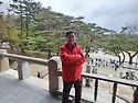 경주벛꽃