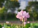 개개비