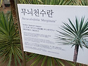 무늬 천수란