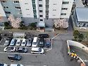 아파트내 벚꽃