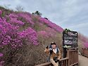 ##창원 천주산 진달래##