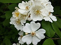찔레 꽃 피는 산길 (찾아 오려나)