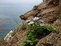 해 국(海菊) (기다림은 청 보라 빛 )