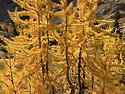 Larch-Lake Ingalls