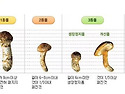 송이버섯 포장은 1키로이지..