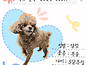 [입양완료]&#128041;..