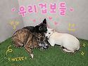 우리겁보들...