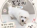 깨방정 오도방정 복실이 ..