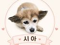 우리겁보 시아🐶