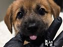 [입양완료]설희남매 흑설이..